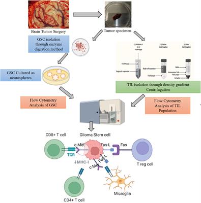 Glioma cancer stem cells modulating the local tumor immune environment